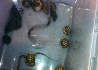 Seven snakes and three tortoises were packed in women’s pantyhose and found in the man’s pants