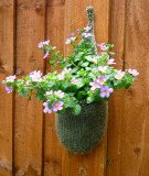 Sutera in Hand Knitted Basket