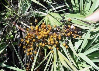 A Washington University School of Medicine in St Louis study found that saw palmetto supplement has no benefit for BPH patients
