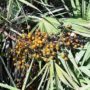 Saw palmetto supplement has no benefit for enlarged prostate. Washington University of St Louis study.