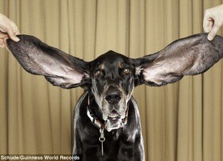 Harbor, the dog with the biggest ears in the world