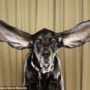 The Dog With The Longest Ears On The Planet.