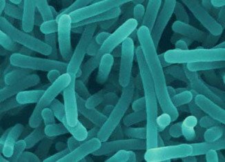 Listeria monocytogenes causes listeriosis, with fever, muscle aches and vomiting