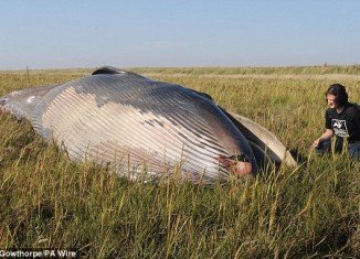 The 33feet (10 meters) whale was found beached 800 yards (730 meters) from the shoreline of the Humber Estuary, UK