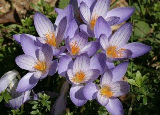 The miraculous drug is based on colchicine, an extract from the autumn crocus (Colchicum autumnale), known also as meadow saffran
