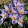 Autumn crocus extract drug could wipe out cancer in a single treatment with minimal side effects.