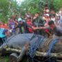 Biggest Crocodile In The World Captured In Philippines