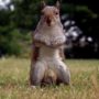 Male squirrel was the star of Great British Bake Off.