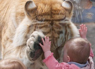 Photographer Dyrk Daniels captured the remarkable moments when a huge Bengal tiger bowed its head and placed a paw up to the hand of a small girl at Cougar Mountain Zoo in Issaquah, Washington