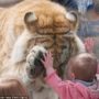 Taj, a Bengal tiger plays with a little girl at Cougar Mountain Zoo, Washington.