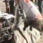 Raccoon dogs skinned alive to make fake Ugg in Australia.