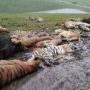 Zanesville: 48 exotic animals killed, including 18 Bengal tigers and 17 lions.