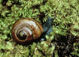 800 endangered Powelliphanta giant land snails, were accidentally frozen to death by conservationists in New Zealand