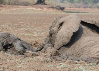 A baby elephant and its mother were rescued by conservation workers after they got stuck in the mud of Kapani Lagoon in Zambia