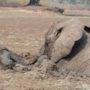 Zambia: baby elephant and its mother rescued from the mud of Kapani Lagoon