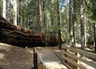 A pair of 1,500-year-old and 250 feet giant sequoias - whose branches are the size of normal trees - dramatically fell to the ground on September 30 in California