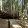 California: two 1,500-year-old sequoias collapsed at the Trail of 100 Giants in Sierra Nevada