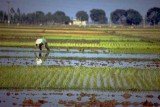 Japan detected radioactive caesium in concentrations above the safety level in rice for the first time since the nuclear crisis began at the Fukushima plant