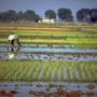 Japan: rice with high level of radioactive caesium found near Fukushima