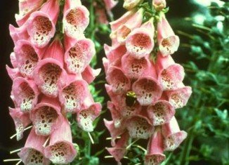 Johns Hopkins scientists have discovered that a drug based on foxglove (Digitalis), which produces distinctive tall spires of pink tubular bells in the summer, can dramatically slow the migration of malignant cells to other parts of the body
