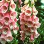 Foxglove drug could stop the spread of breast cancer. A Johns Hopkins reaserch.