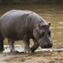 South Africa: Marius Els killed by his pet hippo Humphrey