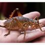 Mark Moffett spent two days tracking down world’s heaviest insect, giant weta