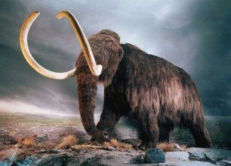 Russian and Japanese scientists believe it may be possible to clone a woolly mammoth within five years after finding well-preserved bone marrow in a thigh bone recovered from permafrost soil in Siberia