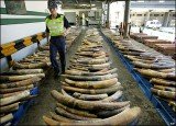 Wildlife trade group Traffic said there had been at least 13 large seizures of ivory in 2011, amounting to more than 23 tones, compared to 6 in 2010 of less than 10 tones