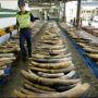 2011 was the record year for elephant tusks seizures since 1989, when the ivory trade was banned