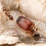 Supersoldier monster ants have been created in the laboratory by activating ancient genes