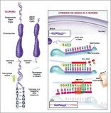 Telomeres are important because they stop DNA from unraveling, but they begin shortening from the moment we are conceived