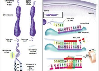 Telomeres are important because they stop DNA from unraveling, but they begin shortening from the moment we are conceived