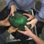 The world’s largest cut emerald is set to go up for auction at $1.15 million