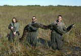 The National Park Service has counted 1,825 Burmese pythons that have been caught in and around Everglades National Park since 2000
