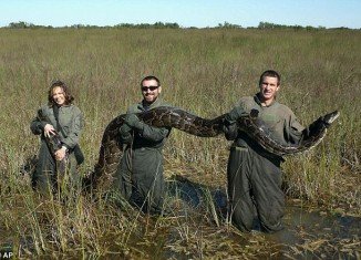 The National Park Service has counted 1,825 Burmese pythons that have been caught in and around Everglades National Park since 2000