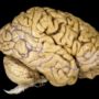 Brain function decline starts at 45, much earlier than previously thought