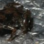 World’s smallest frog discovered in Papua New Guinea