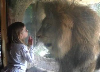 Three-year-old Sofia Walker refused to back down when a lion viciously lashed out at her at Wellington Zoo in New Zealand last week