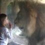 Three-year-old Sofia Walker faces down angry lion Malik at Wellington Zoo