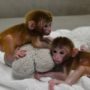 Roku and Hex are the world’s first chimeric monkeys created with genetic material from six animals