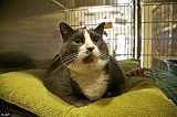 Walter, the fattest cat at the shelter, was adopted by a Portland, Oregon couple who were moved by his story of