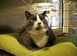 Walter, the fattest cat at the shelter, was adopted by a Portland, Oregon couple who were moved by his story of