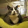 Walter, the 28-pound cat, has been adopted