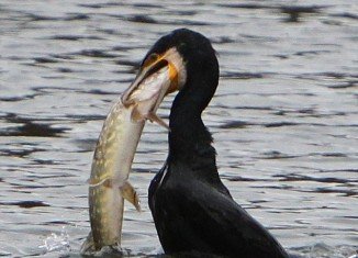 A greedy cormorant came inland for a meal at the Sevenoaks Wildfowl Reserve in Kent, UK, and tried desperately to gulp down a huge 5 lb pike