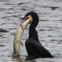 Greedy cormorant trying to swallow a 5 lb pike