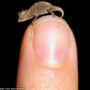Mini-meleon: one of the world’s smallest reptiles