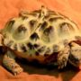 Two-headed tortoise with a heart-shaped shell exhibited at Science History Museum in Kiev