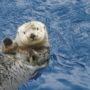 Sea otter populations significant decline may be explained by great white sharks attacks