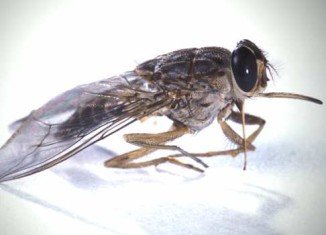 Belgian researchers have found a way to beat sleeping sickness using a bacterium against the tsetse fly host that spreads the disease to humans